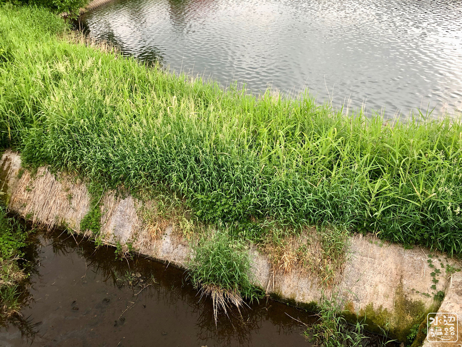 f:id:cippillo:20190718142029j:plain f:id:cippillo:20190718142029j:plain