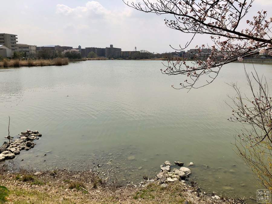 f:id:cippillo:20190726115425j:plain