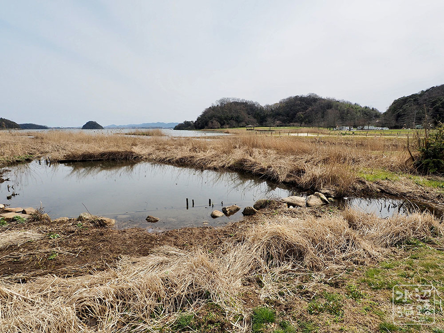 湖山池西岸の池 仮称 鳥取県鳥取 水辺遍路