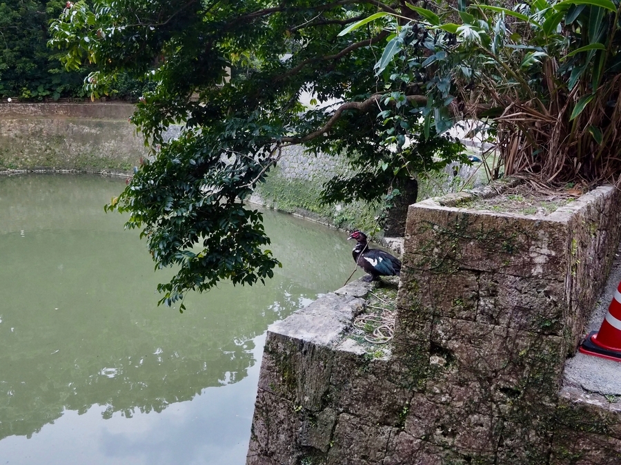 f:id:cippillo:20190810120247j:plain