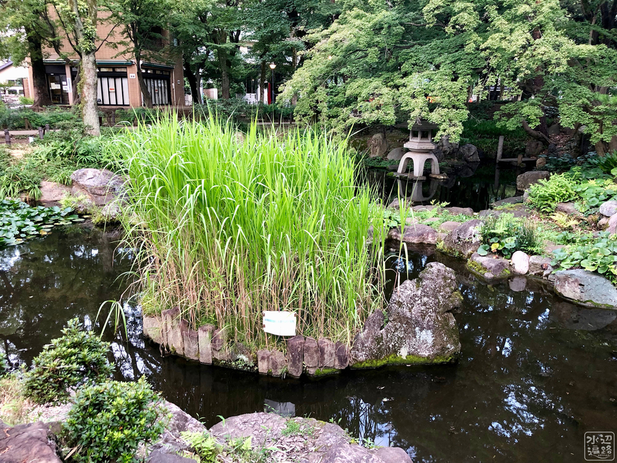 f:id:cippillo:20190813195409j:plain