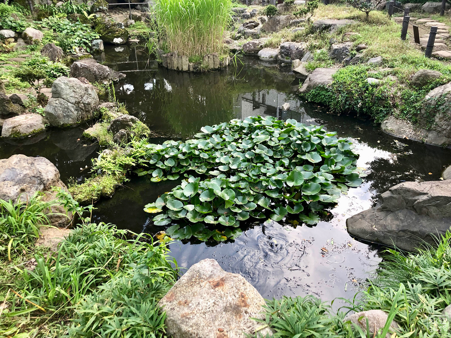 f:id:cippillo:20190813195439j:plain