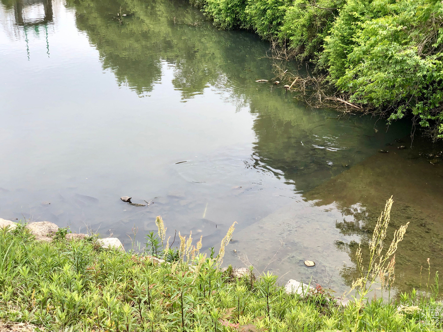 f:id:cippillo:20190818205610j:plain