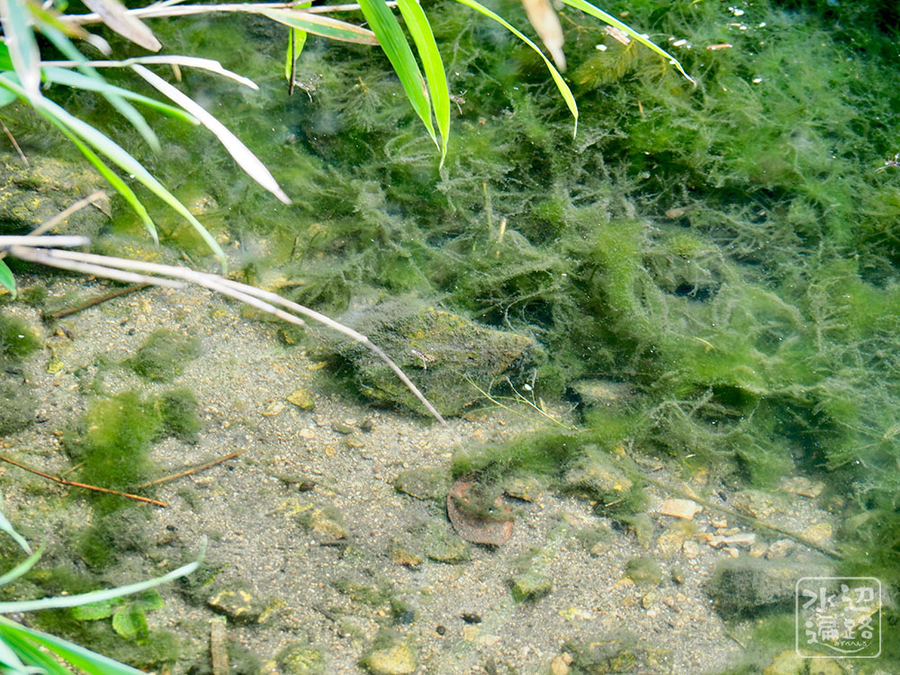 f:id:cippillo:20190820212836j:plain