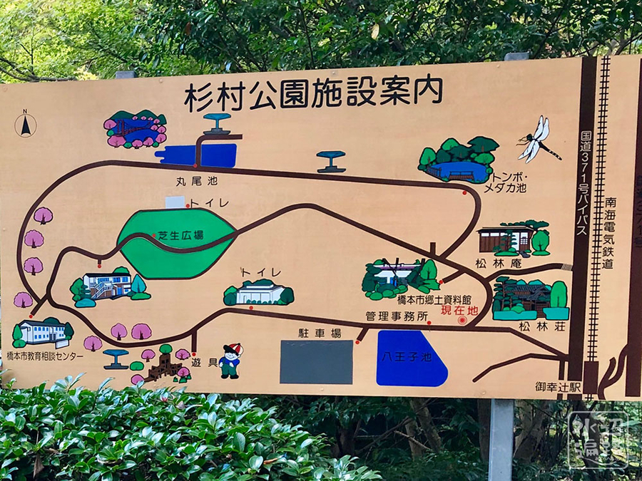 杉村公園のトンボ メダカ池 和歌山県橋本 水辺遍路