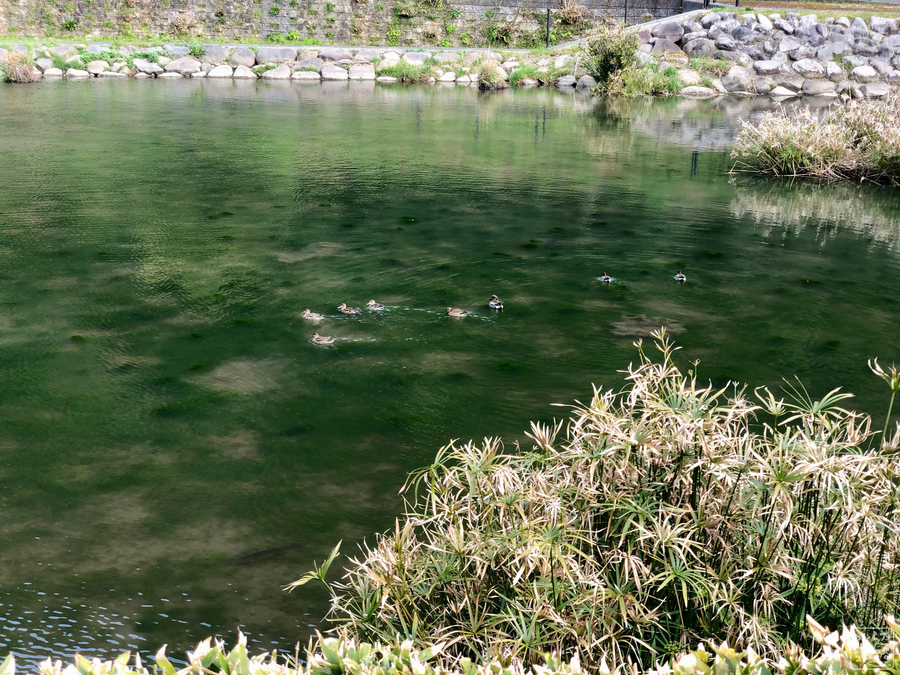 f:id:cippillo:20190904233624j:plain