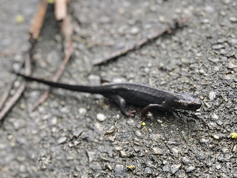 f:id:cippillo:20190909085324j:plain