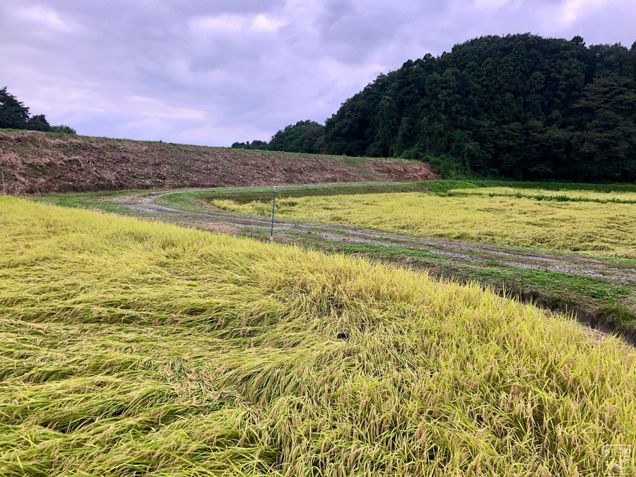f:id:cippillo:20190925131718j:plain