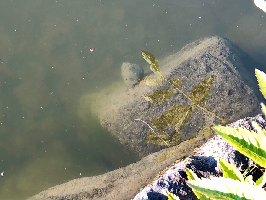 f:id:cippillo:20190926121535j:plain