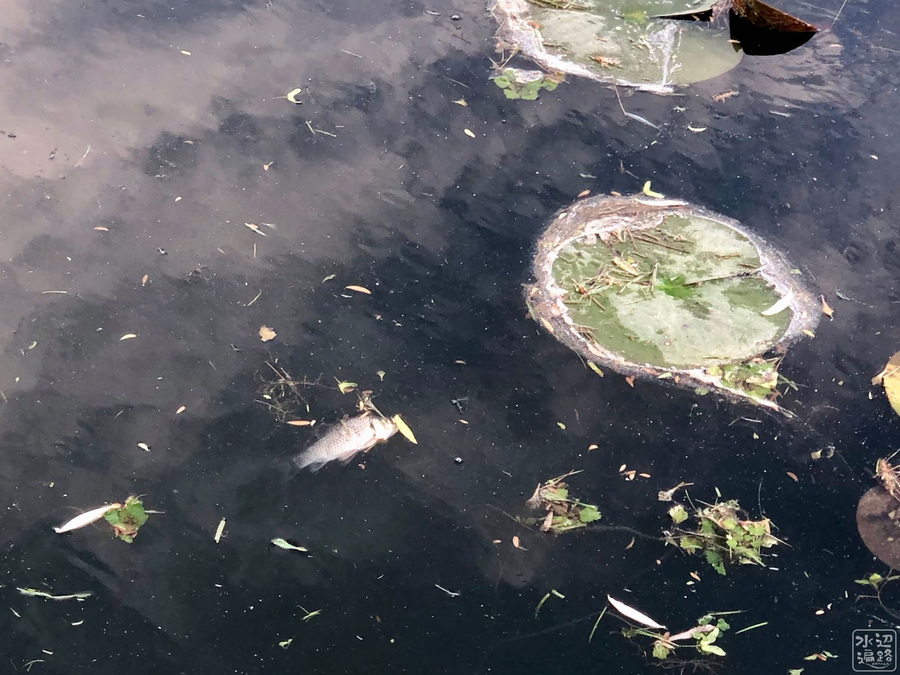 f:id:cippillo:20190926121631j:plain