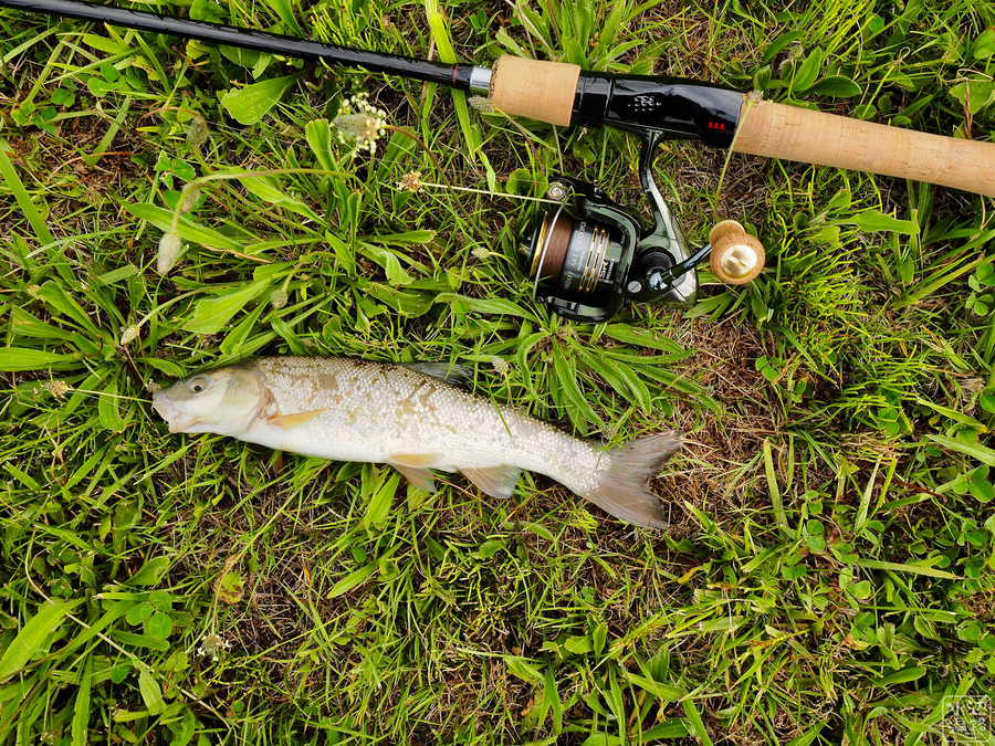 f:id:cippillo:20191015155908j:plain