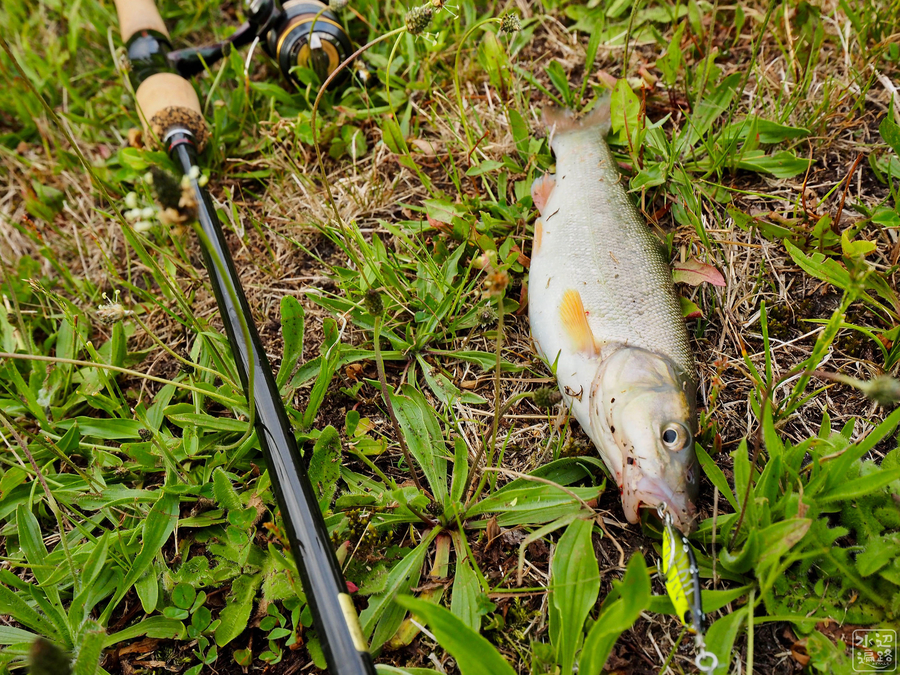 f:id:cippillo:20191015155926j:plain