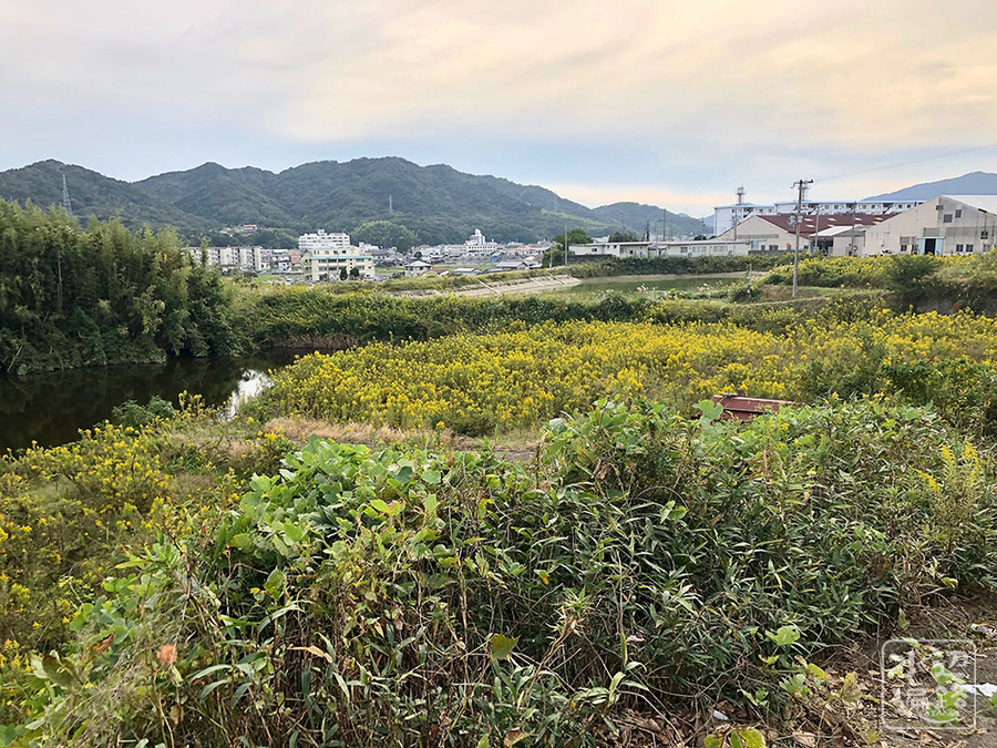f:id:cippillo:20191110222559j:plain