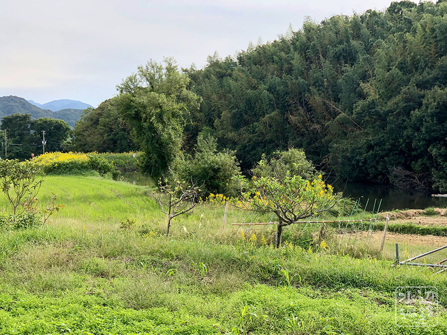 f:id:cippillo:20191111113829j:plain
