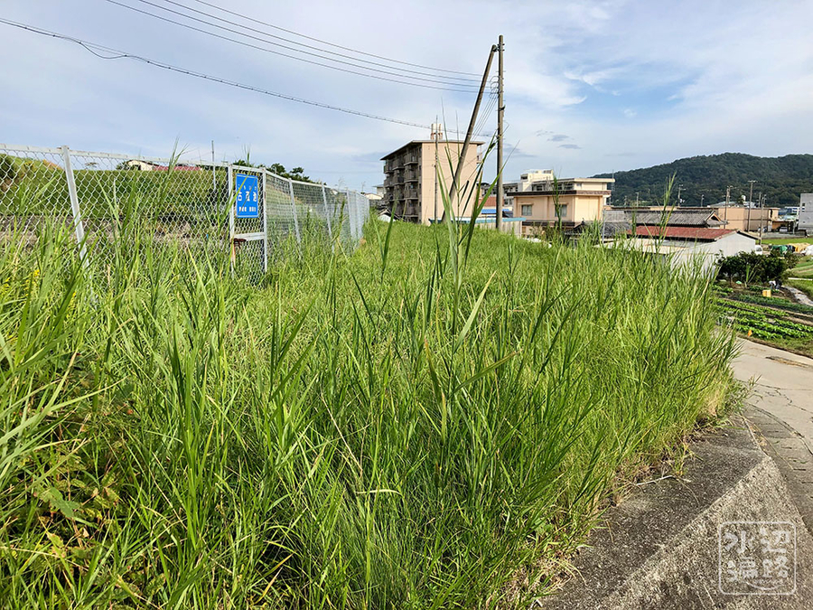 f:id:cippillo:20191111114552j:plain