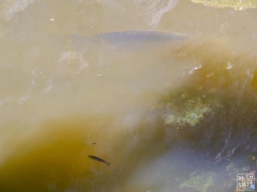 f:id:cippillo:20191112174826j:plain