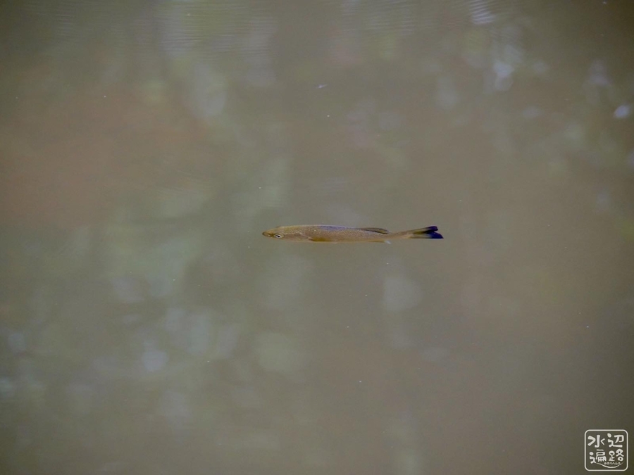 f:id:cippillo:20191112174831j:plain