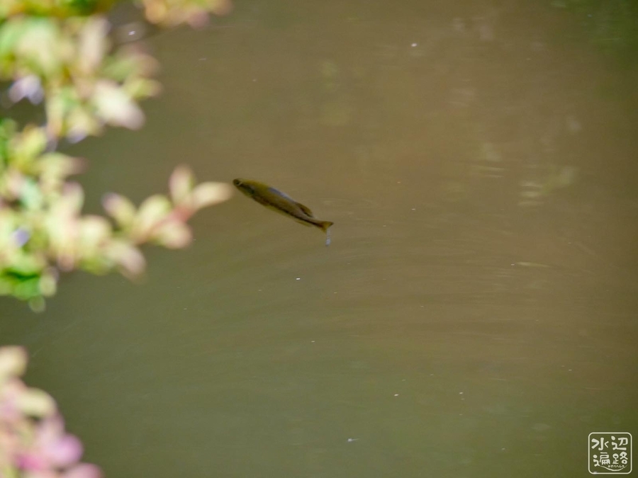 f:id:cippillo:20191112174837j:plain