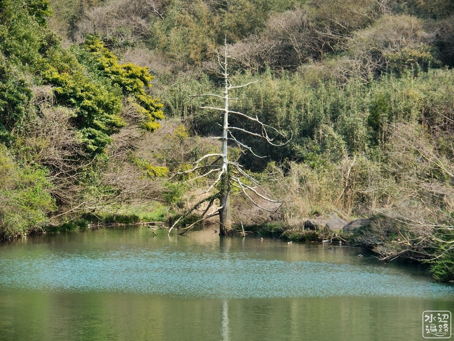 f:id:cippillo:20191114201030j:plain