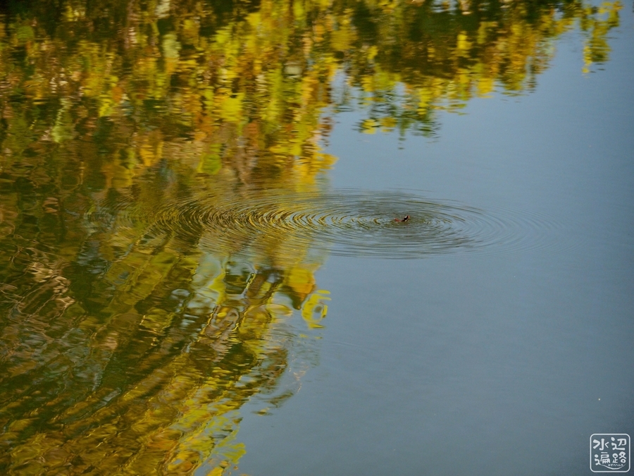 f:id:cippillo:20191125231801j:plain f:id:cippillo:20191125231801j:plain