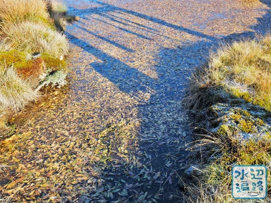 f:id:cippillo:20200108103433j:plain