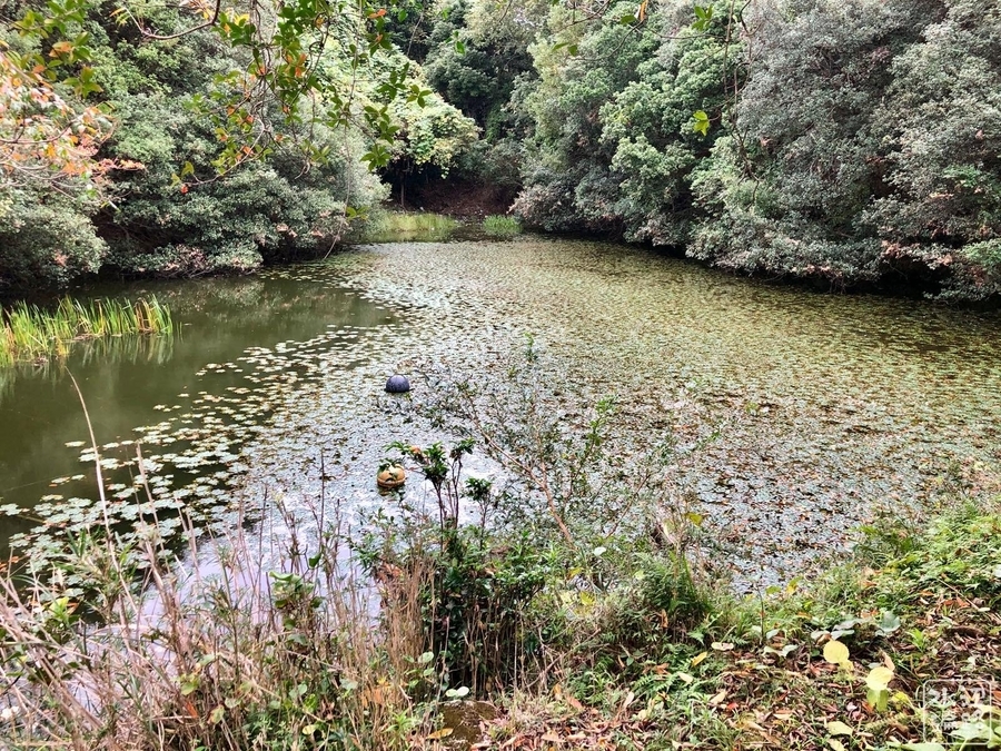 f:id:cippillo:20200214100736j:plain