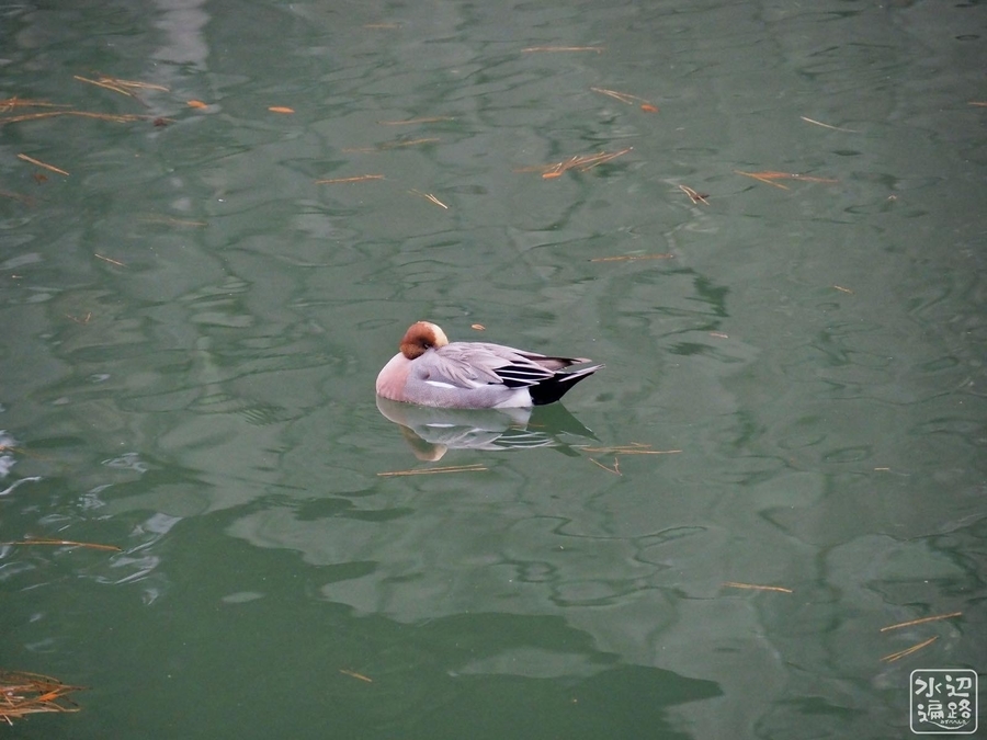 f:id:cippillo:20200219193152j:plain