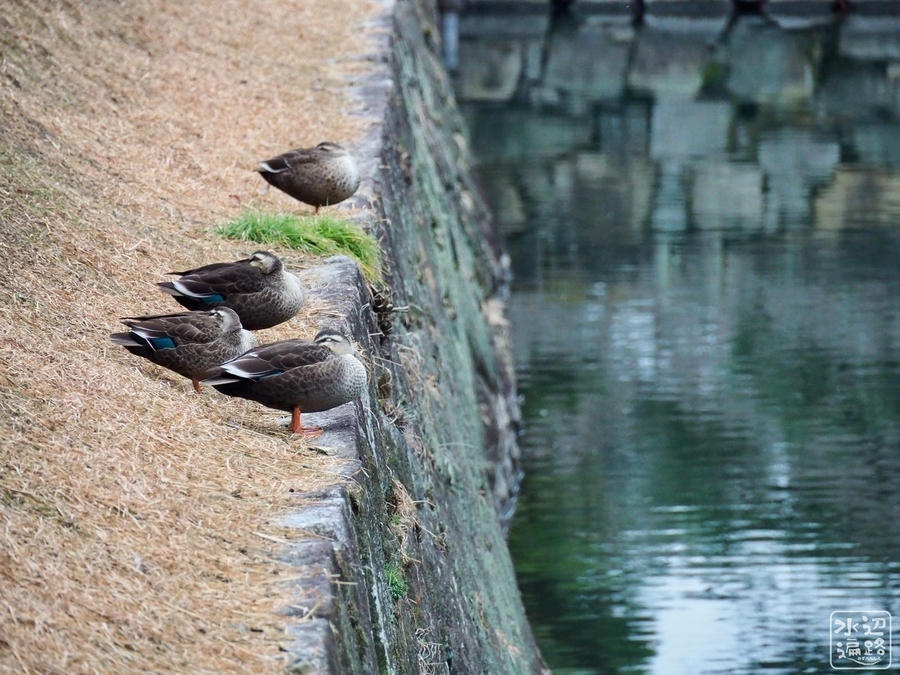 f:id:cippillo:20200219193224j:plain