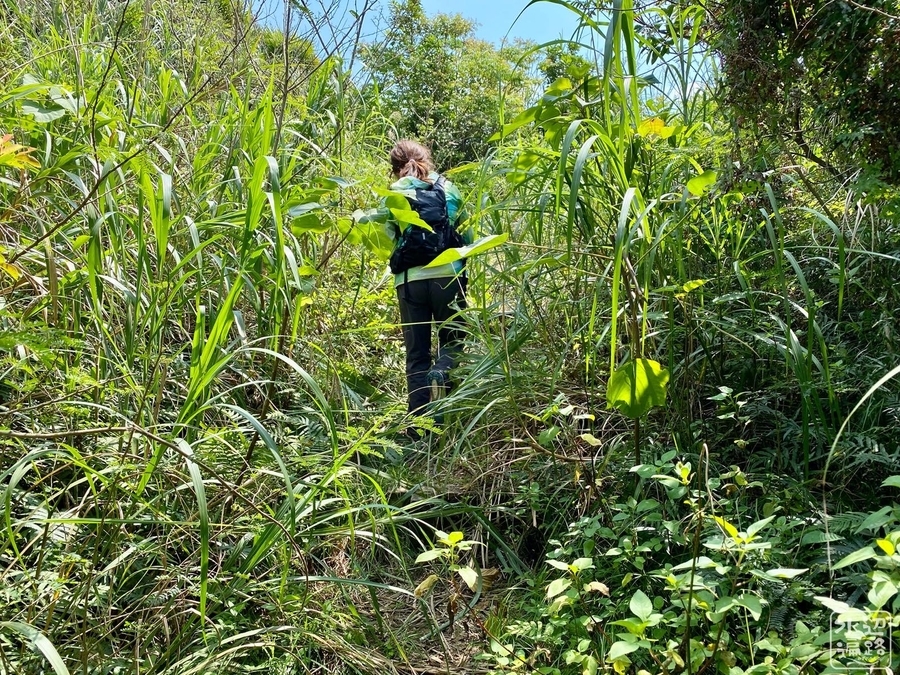 f:id:cippillo:20200407100223j:plain