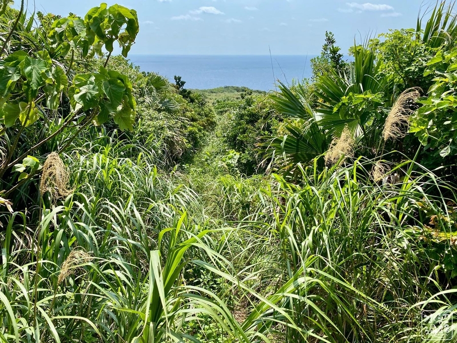 f:id:cippillo:20200407100231j:plain