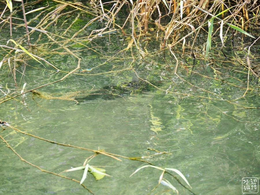 f:id:cippillo:20200408132425j:plain