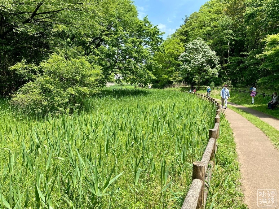 f:id:cippillo:20200612080636j:plain