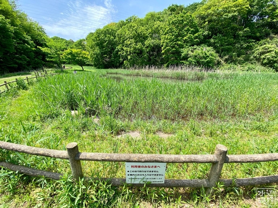 f:id:cippillo:20200612080650j:plain