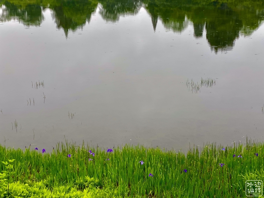 鼻毛の池 新潟県上越 水辺遍路