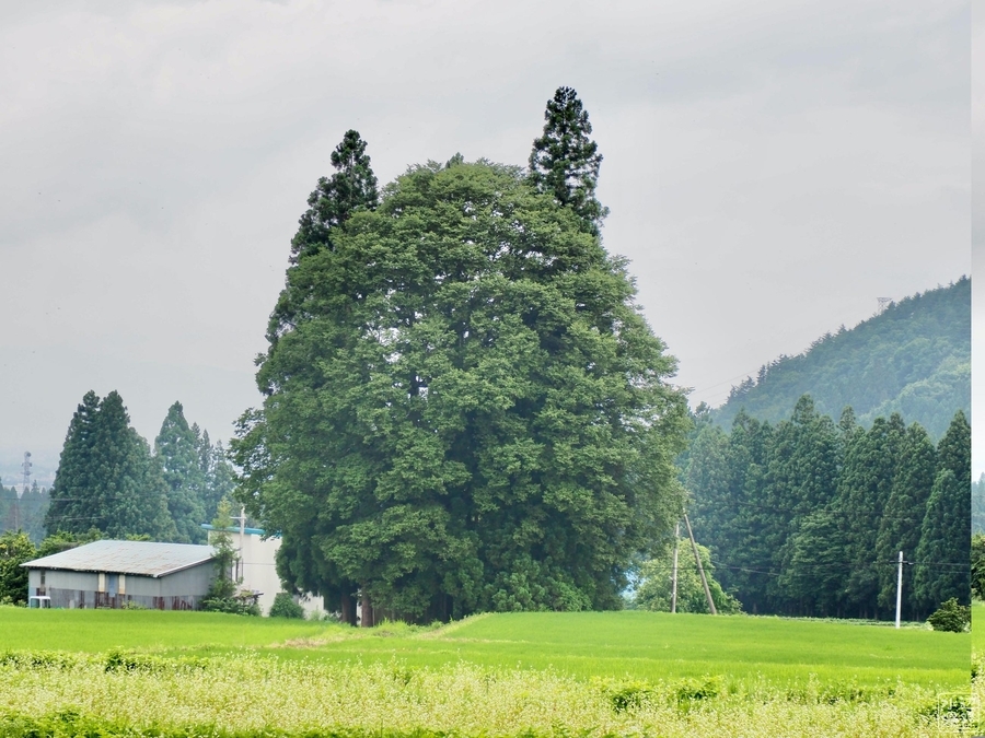 f:id:cippillo:20200726125931j:plain