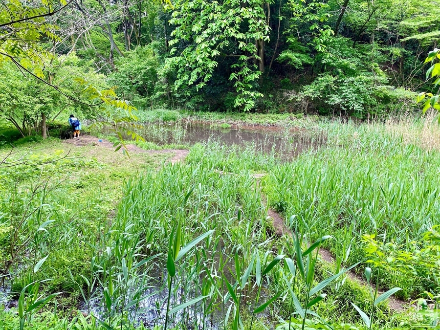 f:id:cippillo:20200914175823j:plain