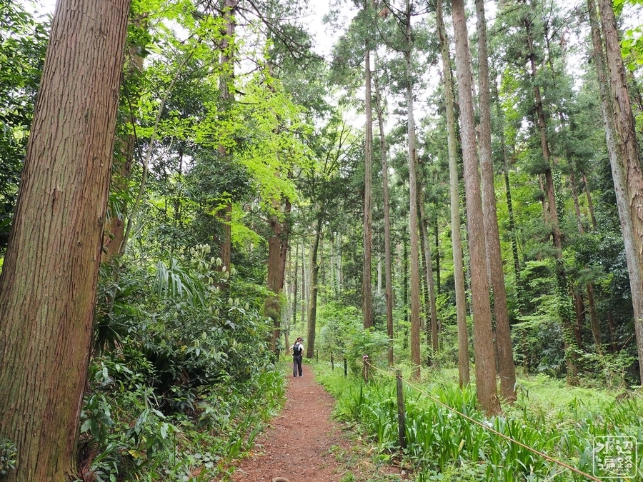 f:id:cippillo:20200914175845j:plain