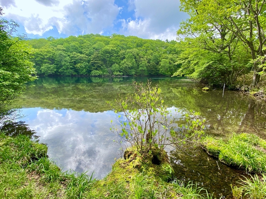 緑の湖面 91cm×122cm 大池（群馬県中之条） - 水辺遍路