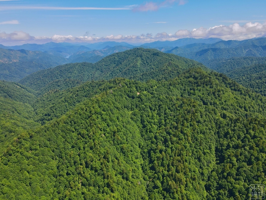 f:id:cippillo:20201104185932j:plain