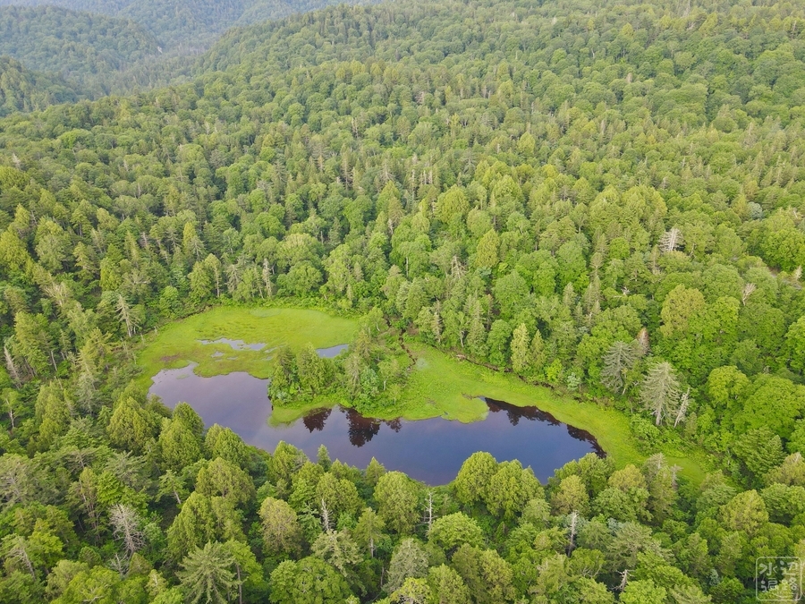 f:id:cippillo:20201104193547j:plain