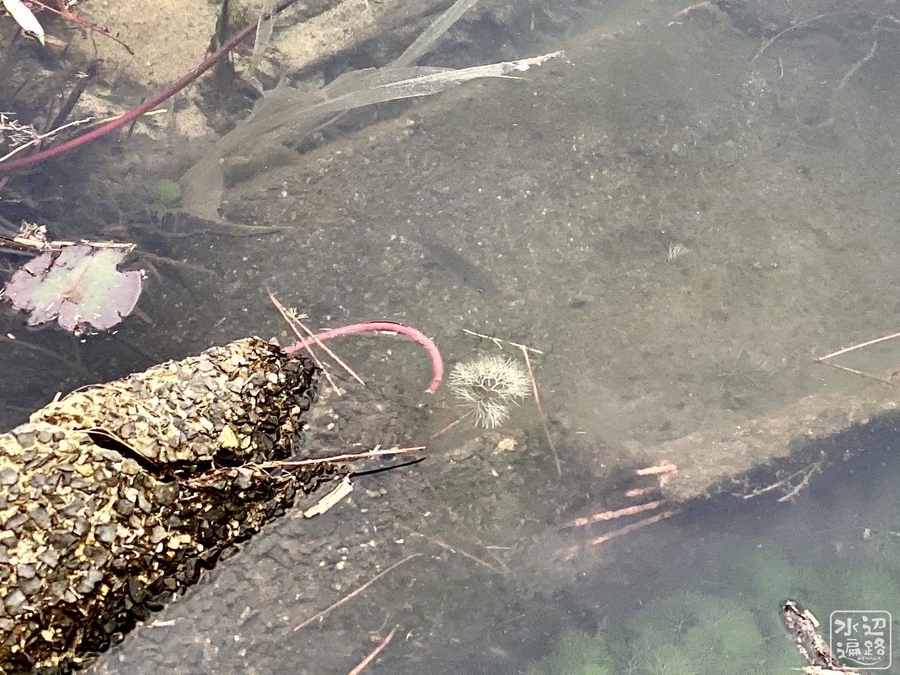 f:id:cippillo:20201110160240j:plain