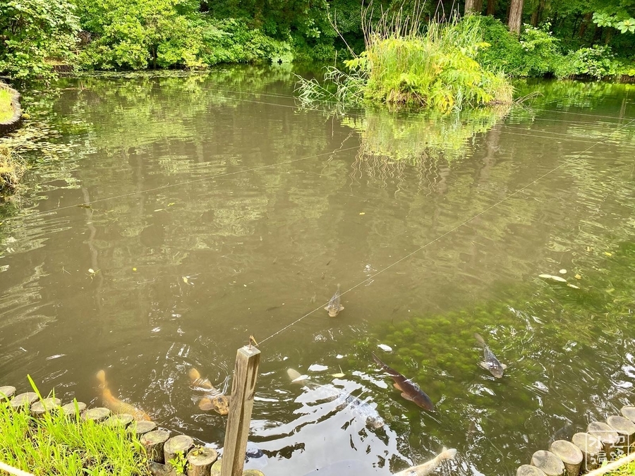 秋田市植物園の池 秋田県秋田 水辺遍路