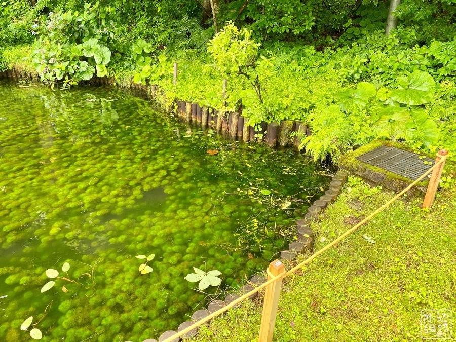 秋田市植物園の池 秋田県秋田 水辺遍路