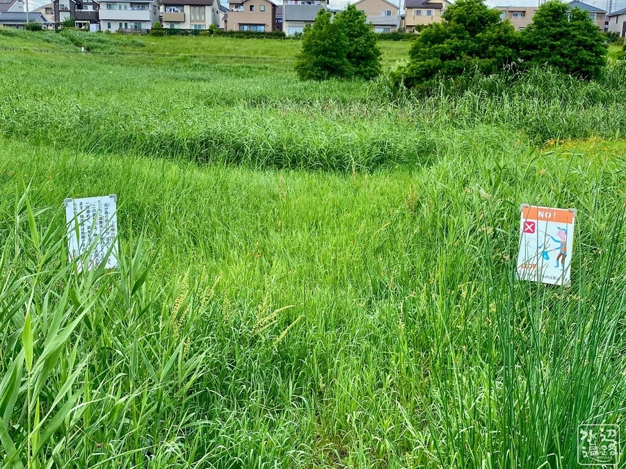 f:id:cippillo:20201214093111j:plain