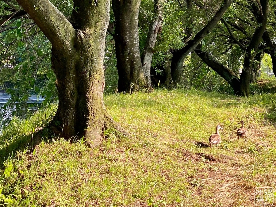 f:id:cippillo:20201215093731j:plain