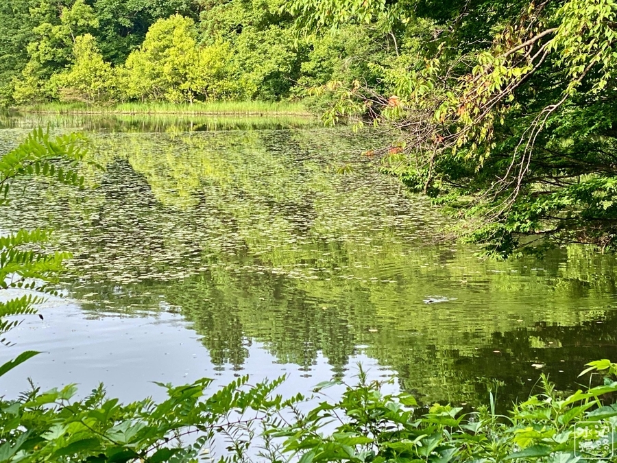 水道秋聖 「千野の池」 水道秋聖 「千野の池」 水道秋聖 「千野の池