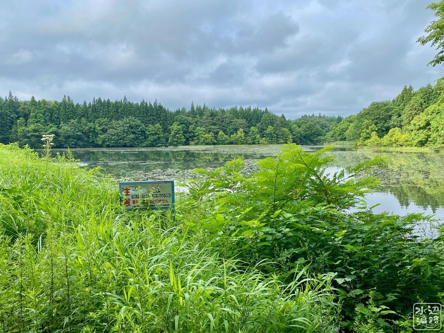 f:id:cippillo:20210106172226j:plain