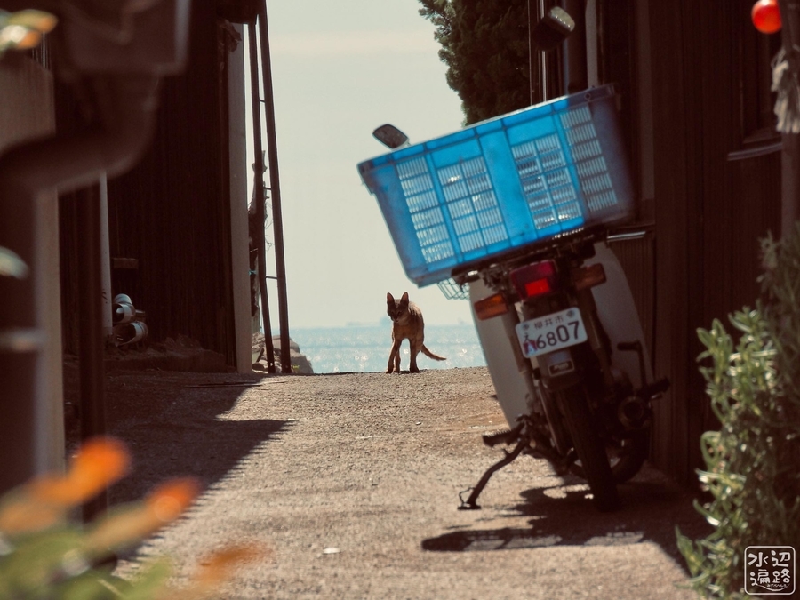 f:id:cippillo:20210227144854j:plain