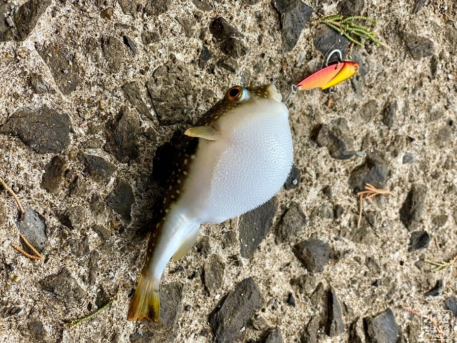 f:id:cippillo:20210227145021j:plain