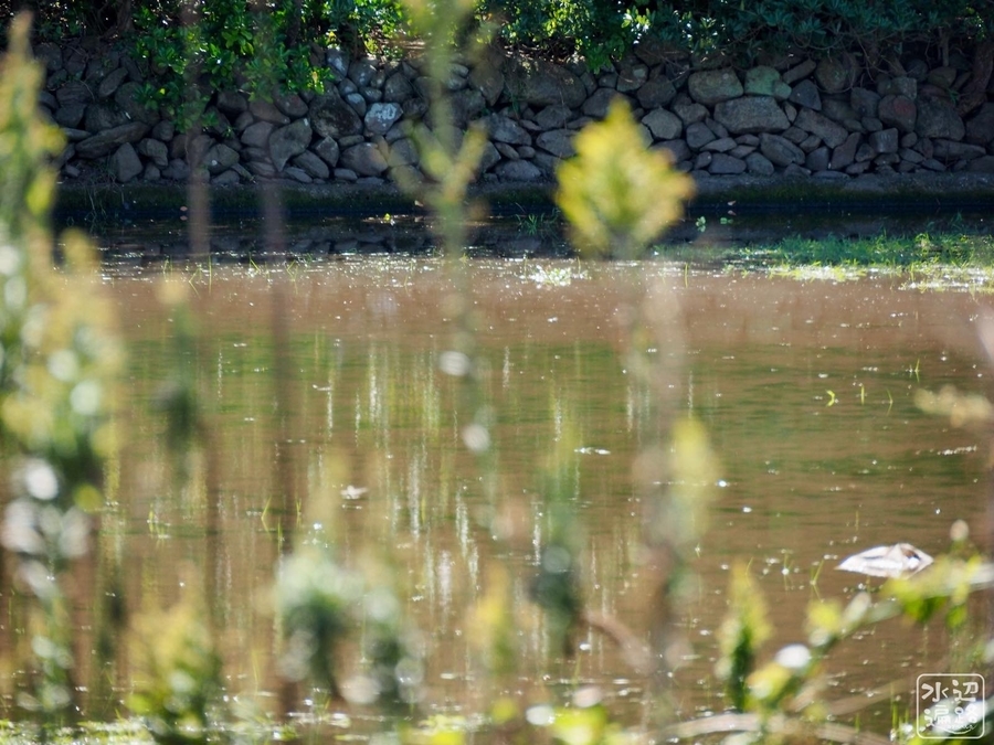 f:id:cippillo:20210227145105j:plain